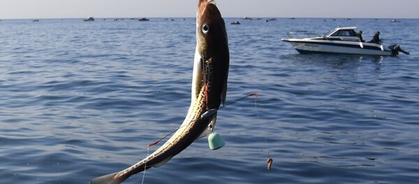 Любительский лов камбалы и минтая в Уссурийском заливе  - Sputnik Беларусь