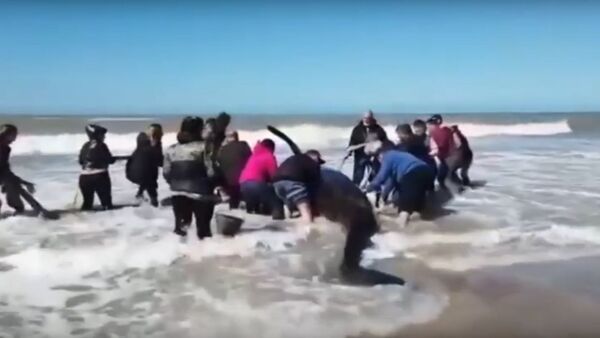 Пожарные и волонтеры спасли косаток, застрявших на пляже в Аргентине - Sputnik Беларусь