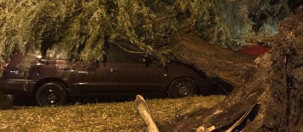 В Бресте сильный ветер повалил деревья - Sputnik Беларусь