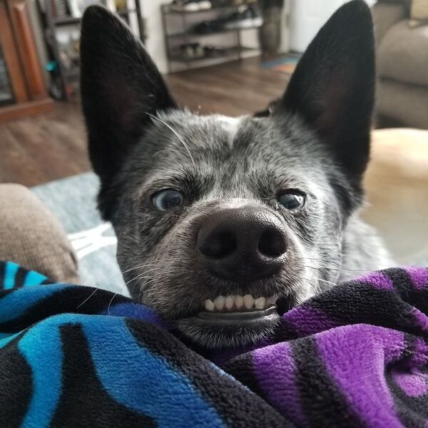 Необычный пес с отсутствующей частью мозга вдохновил соцсети - Sputnik Беларусь