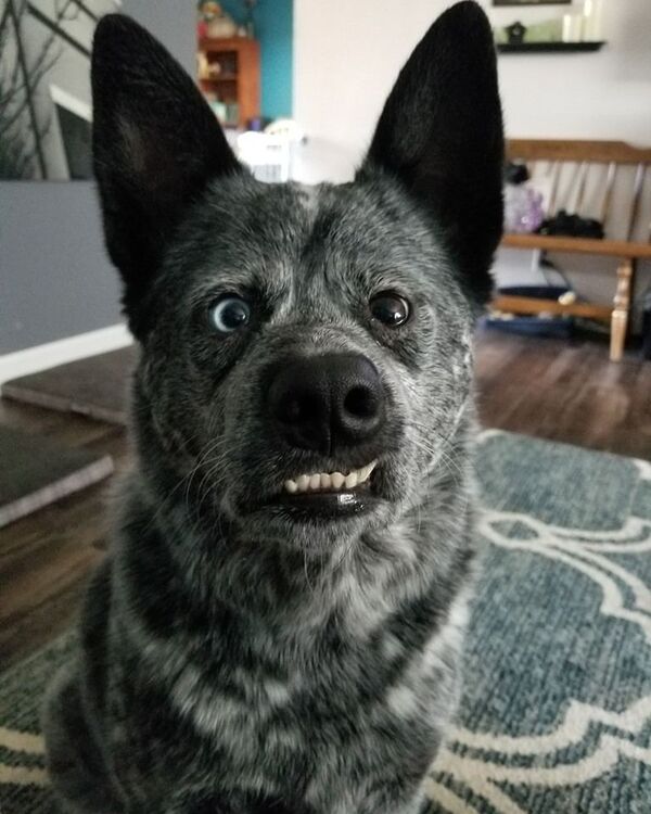 Необычный пес с отсутствующей частью мозга вдохновил соцсети - Sputnik Беларусь