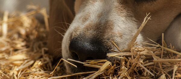 Собака заменила двум котятам маму - Sputnik Беларусь