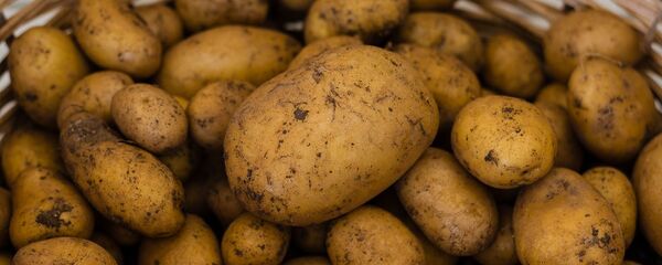 Бульба, архіўнае фота - Sputnik Беларусь