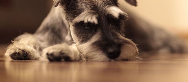 Собака породы цвергшауцер, архивное фото Собака породы цвергшауцер, архивное фото - Sputnik Беларусь