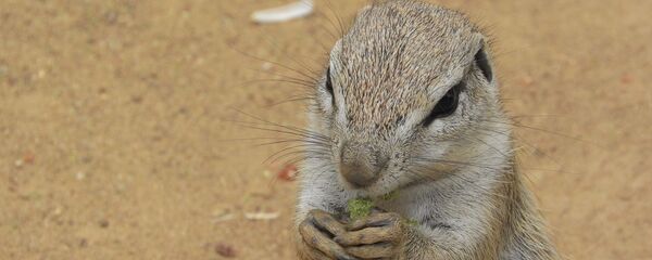 Суслик - Sputnik Беларусь