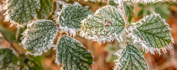 Заморозки - Sputnik Беларусь