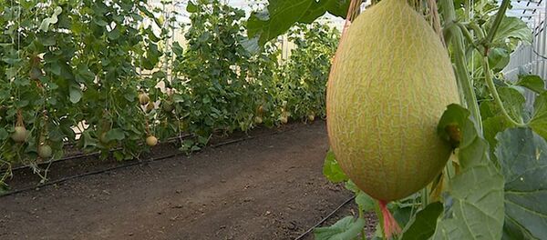 В этом году в президентском хозяйстве получили хороший урожай дынь - Sputnik Беларусь