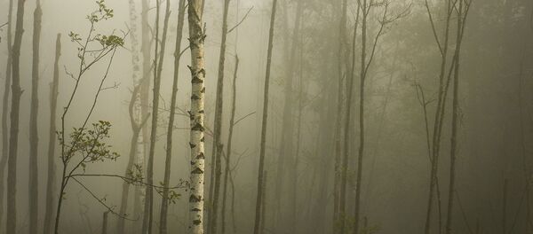 Туманное осеннее утро - Sputnik Беларусь