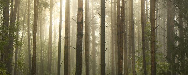 Імглісты восеньскі ранак Імглісты восеньскі ранак - Sputnik Беларусь