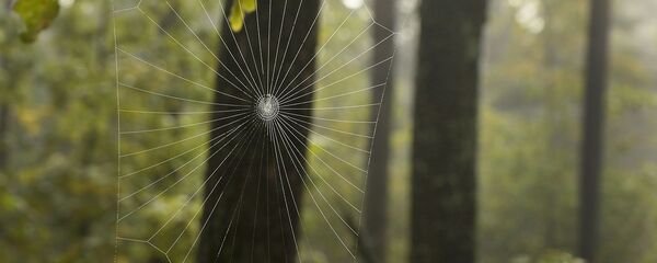 Туманное осеннее утро - Sputnik Беларусь