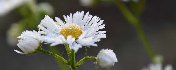 Первые заморозки - Sputnik Беларусь