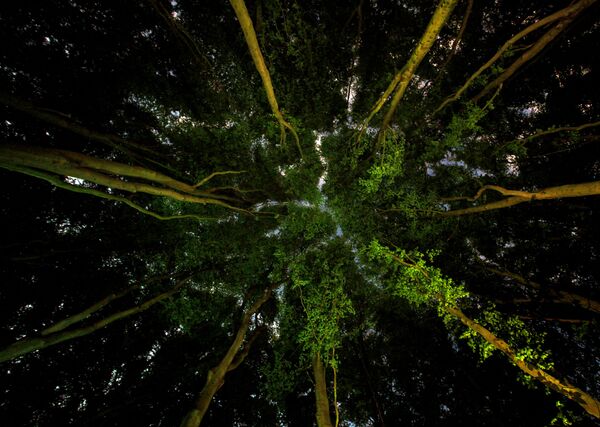 Снимок Lungs of the Earth фотографа Ian Wade, ставший финалистом конкурса The Environmental Photographer of the Year 2019 - Sputnik Беларусь