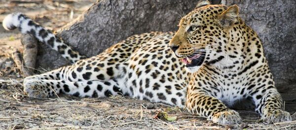 Леопард - Sputnik Беларусь