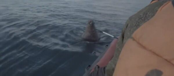 Нападение моржихи - Sputnik Беларусь