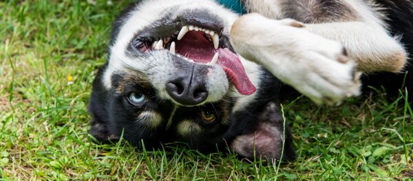 Хаски, архивное фото Хаски, архивное фото - Sputnik Беларусь