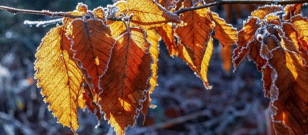 Калі чакаць холаду і снегу ў Беларусі? Прагноз на выхадныя і пачатак тыдня - Sputnik Беларусь