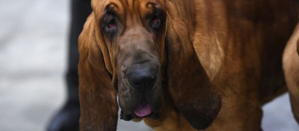 Собака породы бладхаунд - Sputnik Беларусь