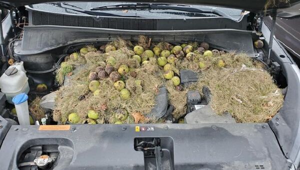 Белки спрятали сотни грецких орехов под капотом автомобиля - Sputnik Беларусь