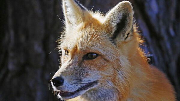 Диких животных будут вакцинировать от бешенства в Беларуси