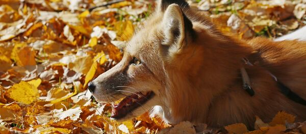 Калі ў Беларусь прыйдзе восень? Дакладны прагноз надвор'я на тыдзень - Sputnik Беларусь