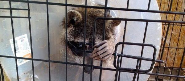 Звери из контактного зоопарка поступают в плачевном состоянии - многим требуются срочные операции - Sputnik Беларусь