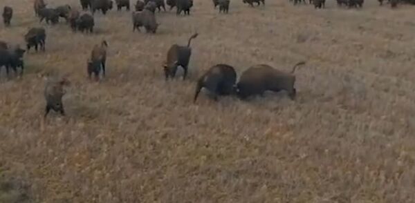 UFC в дикой природе: бой зубров за роль вожака стада - Sputnik Беларусь