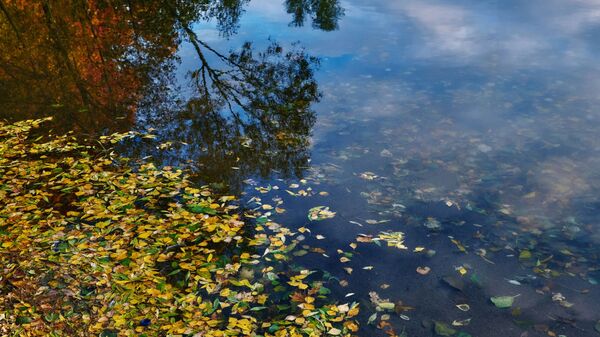 Восень, архіўнае фота - Sputnik Беларусь