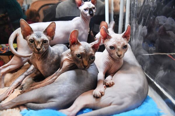 Концерт Monatik и фестиваль в Ботаническом: куда пойти 26 октября в Минске - Sputnik Беларусь