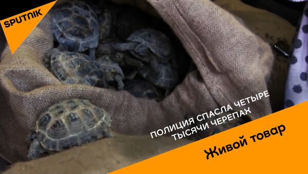Черепахи - Sputnik Беларусь