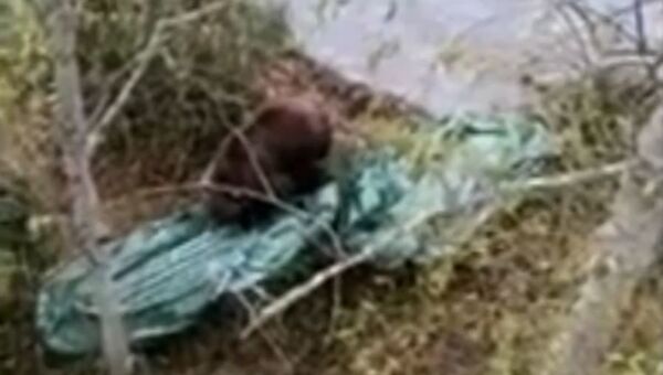 Медведь загнал рыбаков на деревья и прогрыз их лодки  - Sputnik Беларусь
