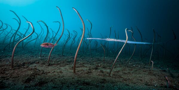 Снимок The garden of eels американского фотографа David Doubilet, победивший в категории Under Water фотоконкурса 2019 Wildlife Photographer of the Year - Sputnik Беларусь