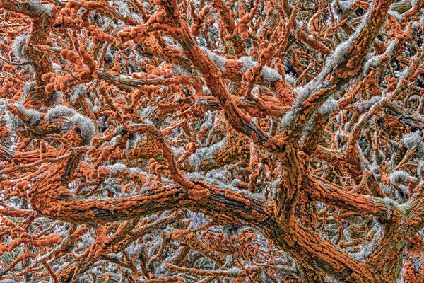 Снимок Tapestry of life сербско-американского фотографа Zorica Kovacevic, победивший в категории Plants and Fungi фотоконкурса 2019 Wildlife Photographer of the Year - Sputnik Беларусь