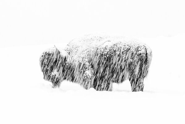 Снимок Snow exposure американского фотографа Max Waugh, победивший в категории Black and White фотоконкурса 2019 Wildlife Photographer of the Year - Sputnik Беларусь