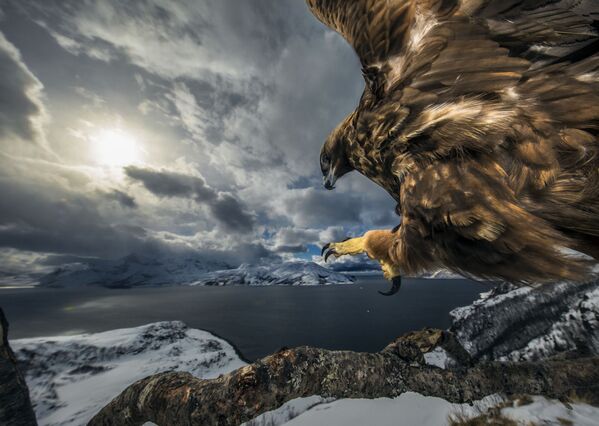 Снимок Land of the eagle норвежского фотографа Audun Rikardsen, победивший в категории Behaviour: Birds фотоконкурса 2019 Wildlife Photographer of the Year - Sputnik Беларусь
