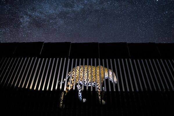 Снимок Another barred migrant  мексиканского фотографа Alejandro Prieto, победивший в категории Single Image фотоконкурса 2019 Wildlife Photographer of the Year - Sputnik Беларусь