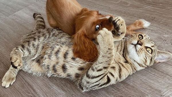 Дружба щенка и котенка растрогала соцсети - Sputnik Беларусь
