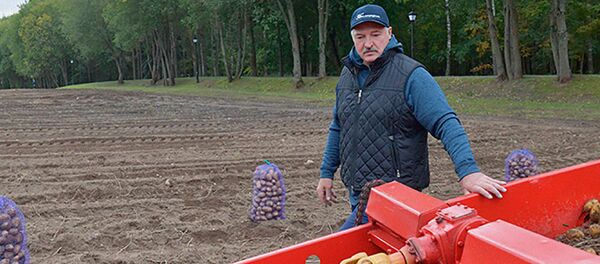 Александр Лукашенко во время уборки картофеля на экспериментальных полях президента, 23 сентября 2019 года Александр Лукашенко во время уборки картофеля на экспериментальных полях президента, 23 сентября 2019 года - Sputnik Беларусь