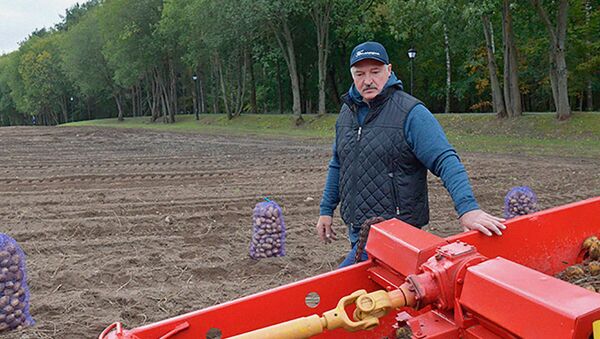 Александр Лукашенко во время уборки картофеля на экспериментальных полях президента, 23 сентября 2019 года  - Sputnik Беларусь