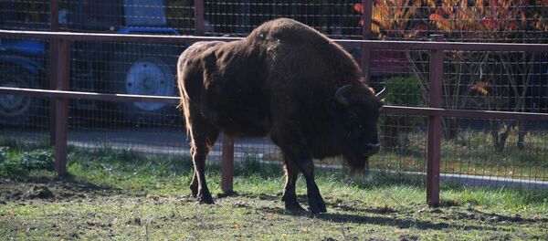 Зубр в центре экологического туризма Станьково - Sputnik Беларусь