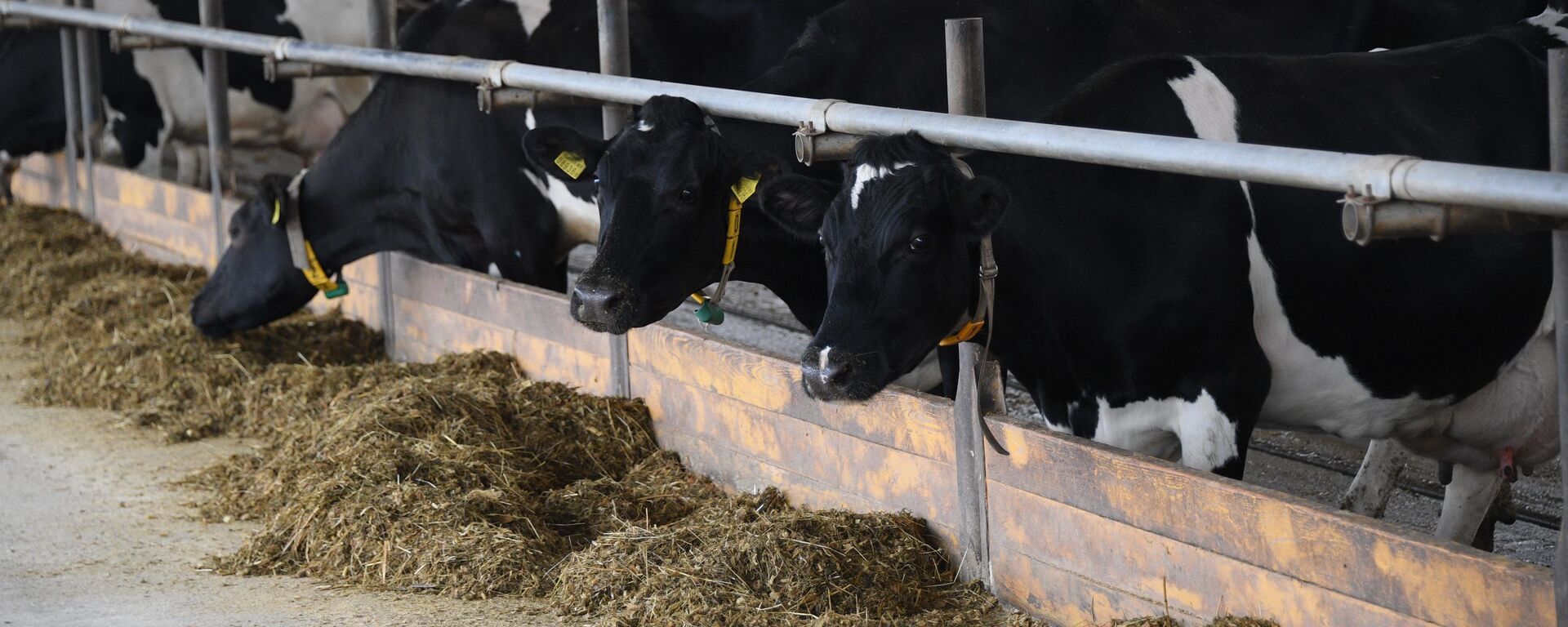 Малочная ферма агракамбіната Дзяржынскі - Sputnik Беларусь, 1920, 25.11.2025