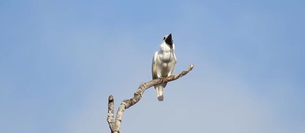 Ученые назвали самую громкую птицу на Земле – видео - Sputnik Беларусь