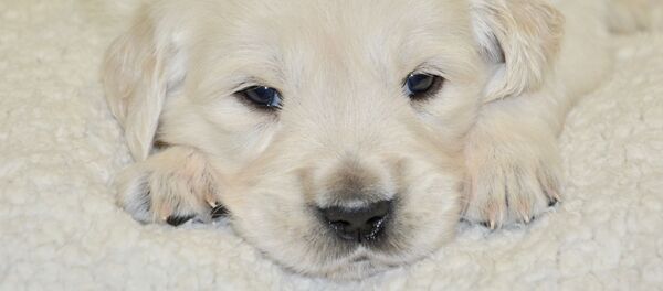 Щенок золотистого ретривера - Sputnik Беларусь