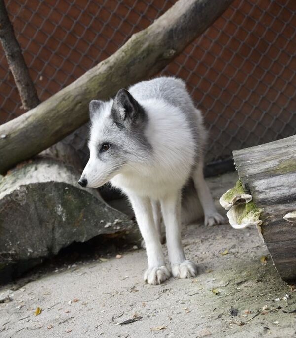 Снежная прынцэса: Мінскаму заапарку падарылі плацінавую лісу - Sputnik Беларусь