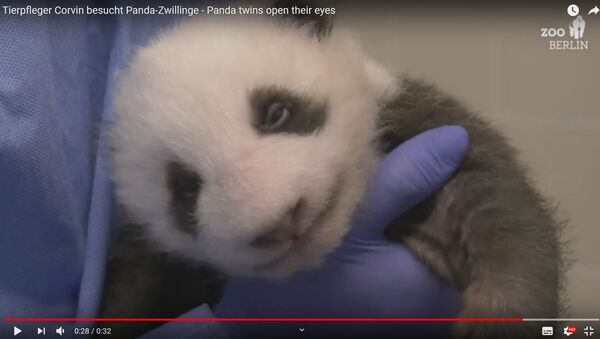 Как недавно родившиеся панды открывают глаза – милое видео - Sputnik Беларусь