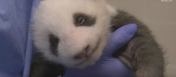 Как недавно родившиеся панды открывают глаза – милое видео - Sputnik Беларусь