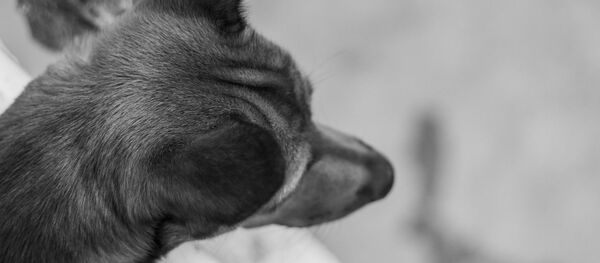 Собака, архивное фото - Sputnik Беларусь