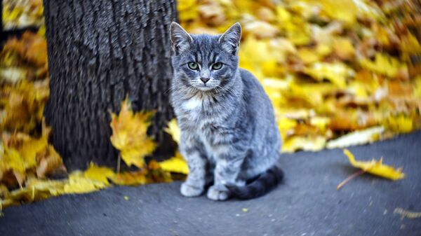Котка ў восеньскім парку - Sputnik Беларусь
