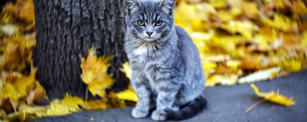 Які сёння дзень: 4 лістапада 2025 года - Sputnik Беларусь