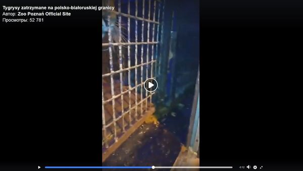 Ужасные условия: зоопарк показал, что стало с тиграми, застрявшими на границе - Sputnik Беларусь