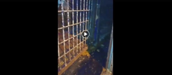 Ужасные условия: зоопарк показал, что стало с тиграми, застрявшими на границе Ужасные условия: зоопарк показал, что стало с тиграми, застрявшими на границе - Sputnik Беларусь